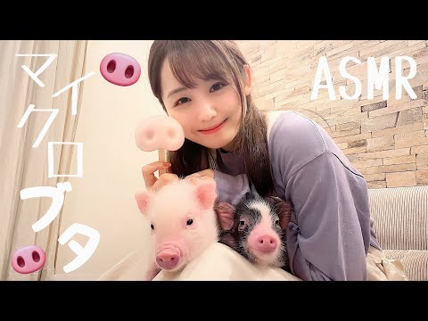 【ASMR】マイクロブタが食べる音?pig Eating Sounds 咀嚼音?