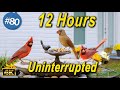 12 hours of wild birds  tv for cats  uninterrupted cattv