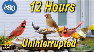 12 Hours of Wild Birds | TV for Cats 😻 🐦Uninterrupted CatTV