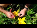 Fécondation des courgettes pour avoir beaucoup de fruits? Comment éviter les courgettes rabougries?