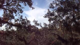 Myakka State Park Canopy Walk