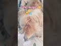 Mein kleiner Putzteufel ❗🫣🤪😄😱#katze #hund #bauchgefühl #liebe #energie #live #shortvideo #coco