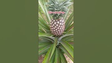 Dứa mật giống ship cod toàn quốc 090.79.778.39 #duamatgiong #dongthapstore