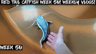 Celebrity Week 50 - Weekly Red Tail Catfish Vlog!  Watch them Grow! Wealth