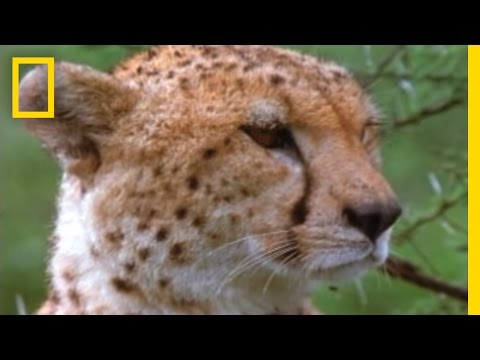 Lives of Cheetahs | Fast and Furious