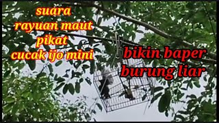 Suara rayuan maut pikat cucak ijo mini 