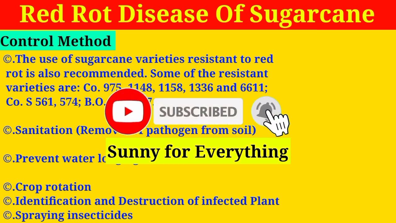 Red Rot Disease of Sugarcane || Disease cycle & Control Method || Bsc ...
