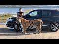 Тигр Ройс поехал на машине гулять(бутылку за собой убрали )/tiger went for a walk