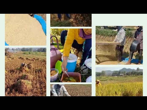 Video: Adakah sawah padi mampan?