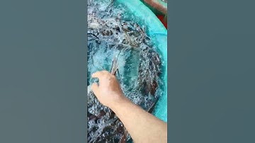 cách để Con tôm sống lâu tròng vòng 48t#shorts