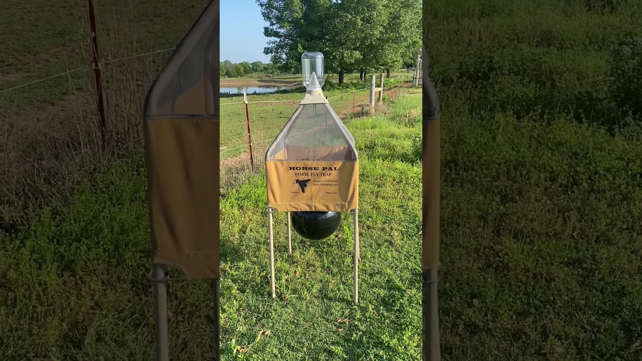 Horse Pal Fly Trap Review-Day 1