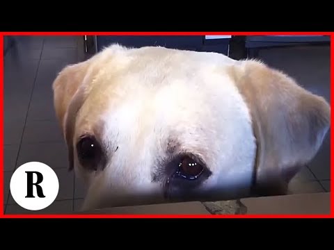 Video: Perché I Dalmati Sono Cani Da Pompiere? - Razze Di Cani Della Caserma Dei Pompieri
