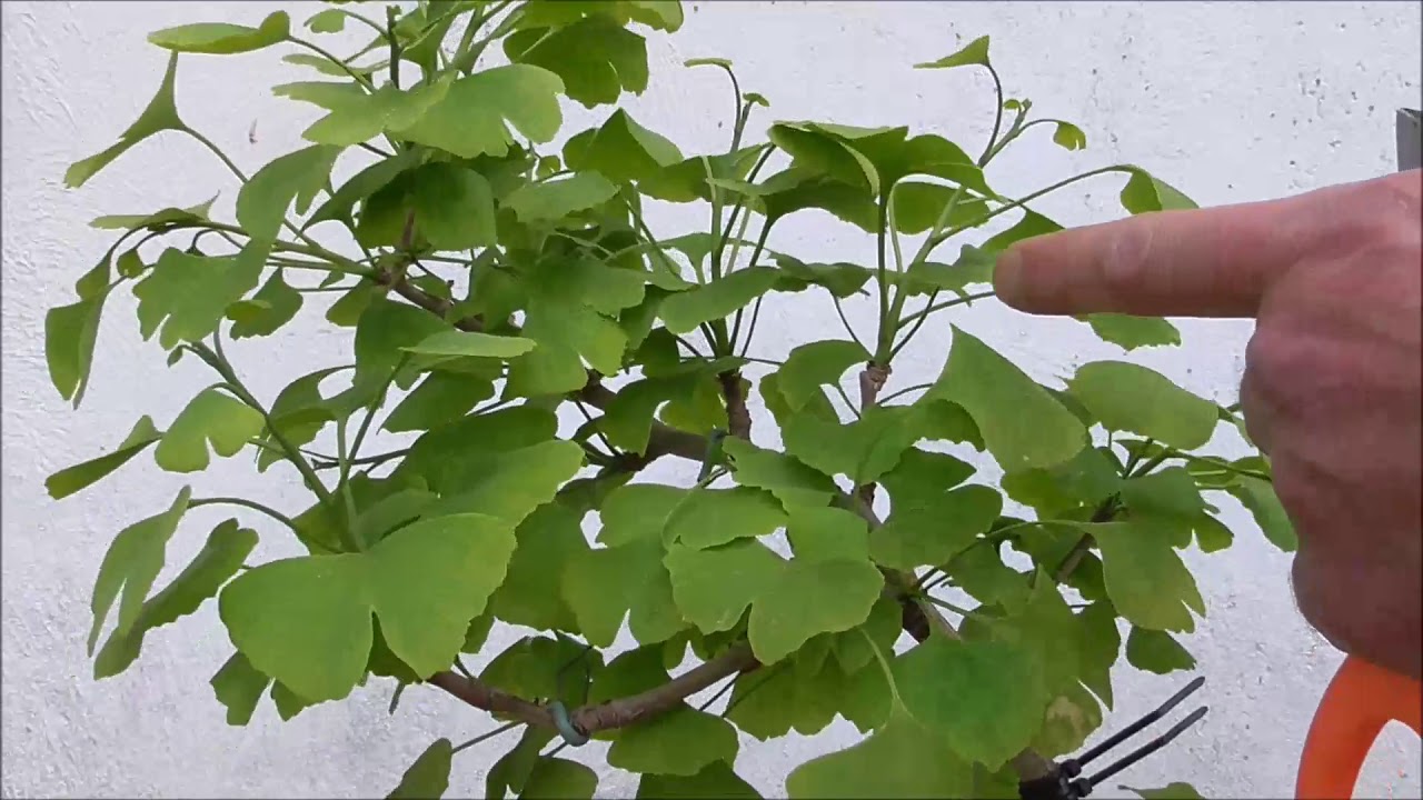 Ginkgo poda de mantenimiento 16 05 2018
