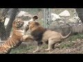 雄獅與老虎再起衝突 The lion and the tiger fight again