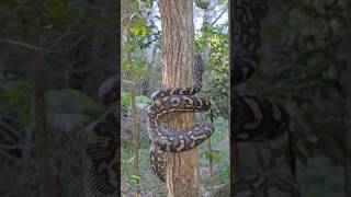🌳 Tree Climbing Snake! Amazing Fact #facts #animals #shorts