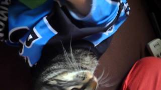 Nem O Gato Quer Ser Gremista