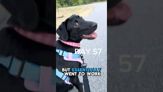 Busy Day… Work + Dog Walking ( Day 57 )