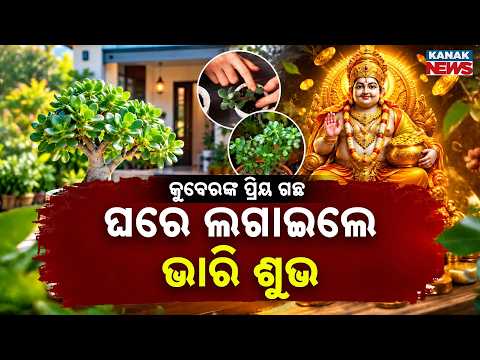 କୁବେରଙ୍କ କୃପା ପାଇଁ ଲଗାନ୍ତୁ ଏହି ଗଛ |Special Report On Kubera’s Favourite Plant |The Lucky Money Plant