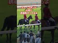 ディープボンドが京都競馬場で元気に誘導馬やってるよ! #中央競馬 #ディープボンド #誘導馬 #京都競馬場 #プロ馬券師集団桜花