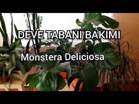 Video: Monstera Bitki Qulluğu - İsveçrə Pendir Bitkisini Nə Zaman və Necə Yerləşdirməli