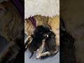 Kittens are adorable #shortvideo #shorts #short #animallover #pets #cats #kitten
