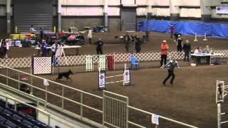 Ru - February SDAC AKC Trial and April BARC USDAA Trial Clips