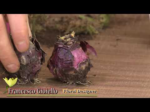 Video: Cura del contenitore del giacinto - Suggerimenti per coltivare il giacinto in vaso