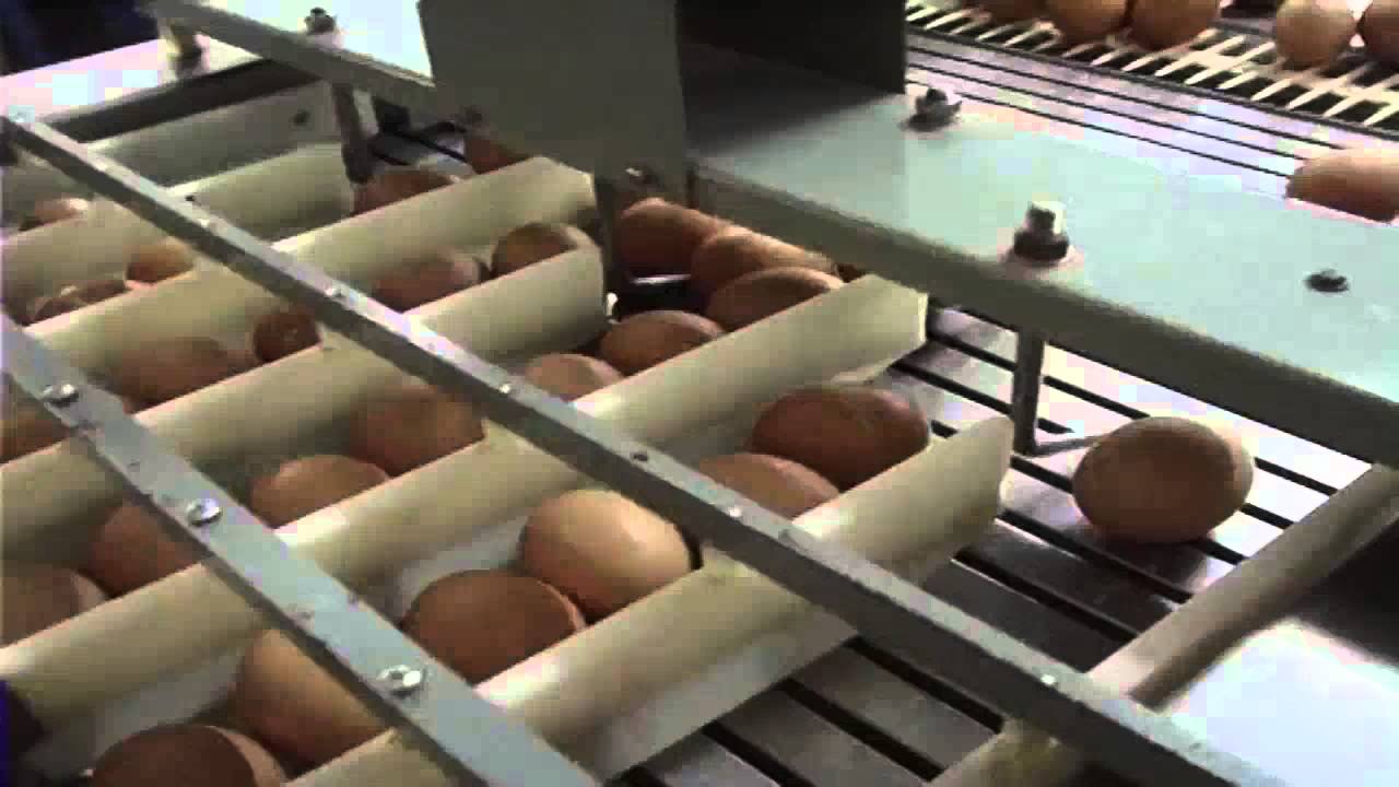 Eggs. The Process. Anglu Xerri Ltd