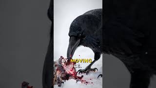 🦅 Ravens & Avalanches: Nature's Secrets Revealed! ⛰️
