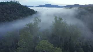 Download Lagu THE LABYRINTH | Jabra Latham | Video 2: takayna/Tarkine Trees Version MP3