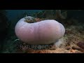 A close up shot of  Pink Anemonefish, Amphiprion perideraion popping out of an enclosed pink Magn...