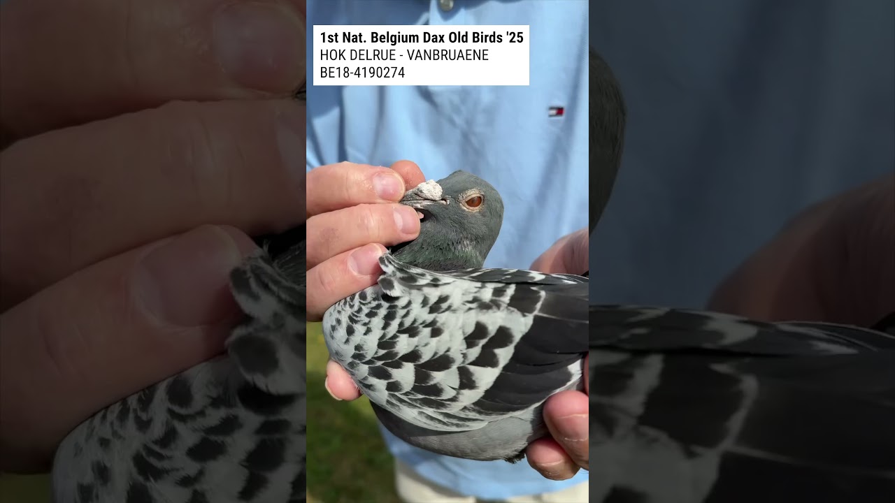 The National winner Belgium from Dax (int.) 2025 in the category "Old birds" is Delrue-Vanbruaene.