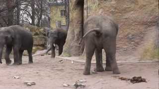 TIERWELT Elefanten im Zoo Heidelberg Teil 1