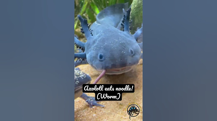 Cute Axolotl Gobbles Up a  Noodle (worm)! 🍝 #food #axolotl #spaghetti #noodles #cuteanimals #funny