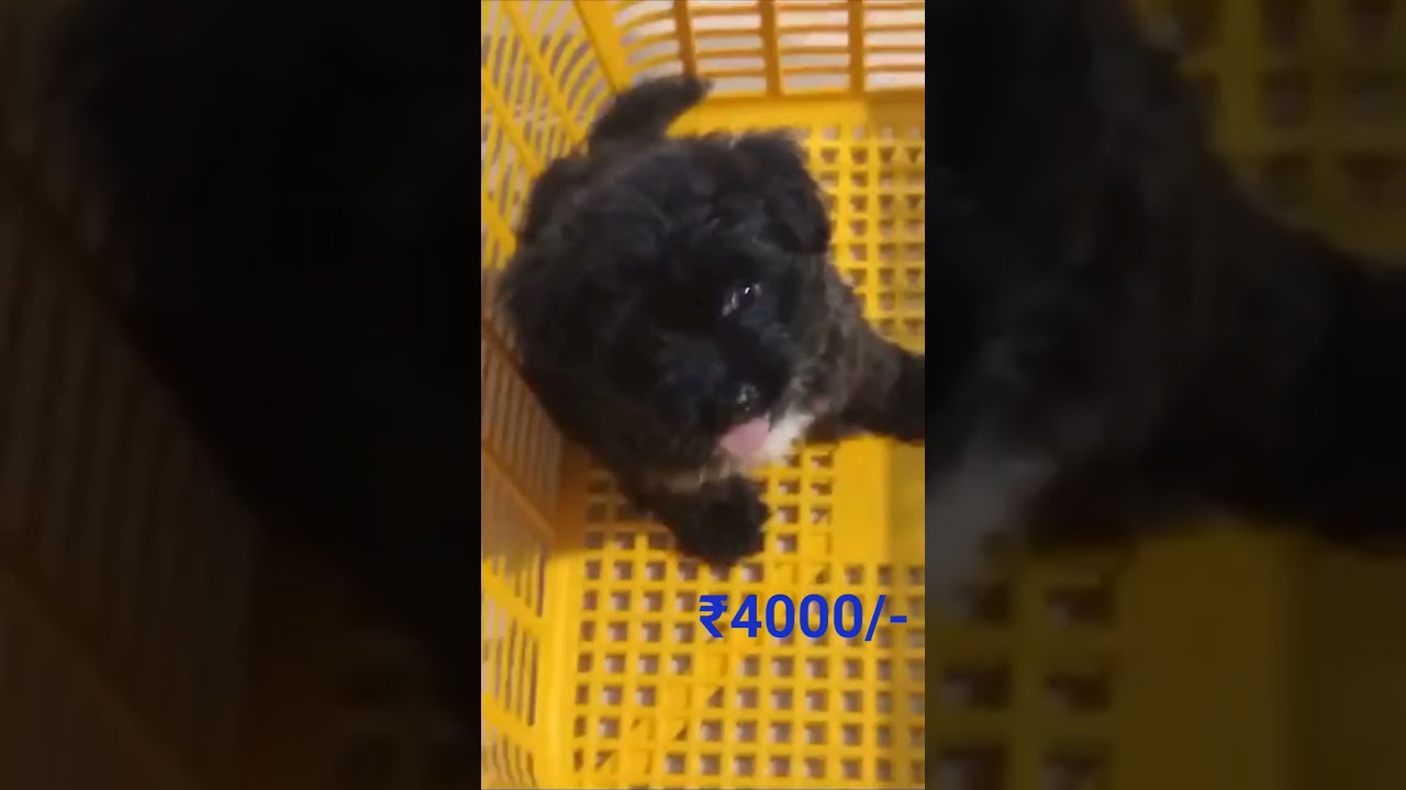 Lasa female puppys ||Trivandrum||📞 85938 52209||