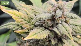 Zoltrix Grower - I LIKE BIG BUDS!  EPIC MEDICAL CANNABIS GARDEN! TNB NATURALS PHOTOS+ AUTOS #ZOLTRIX