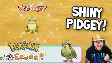 INSANE SHINY PIDGEY REACTION! - Pokémon: Let