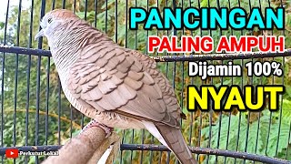 Perkutut Lokal Gacor Suara Pancingan Burung Perkutut Paling Ampuh Agar Cepat Bunyi Gacor Manggung 