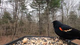 Red-winged Blackbird call