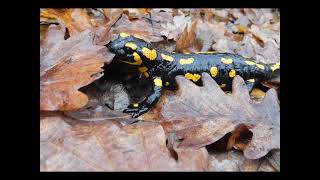 Foltos szalamandra (Salamandra salamandra) januárban