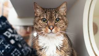 MEET POLLY! SHE IS LOOKING FOR A FOSTER OR FOREVER HOME!