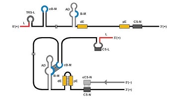 Continuous and Discontinuous RNA Synthesis in Coronaviruses: Video 1