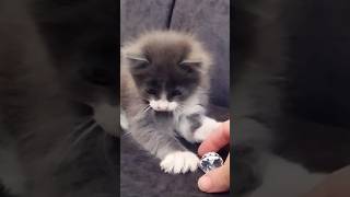 Kitty cat playing with a shiny ball #cats #dogs #animals #pets #videos #kittens #shorts