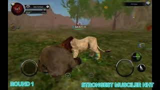 WİLD ANİMALS ONLİNE- LION STRONGEST MUSCILER NHT VS BEAR AND GORILLA😱😱! #video