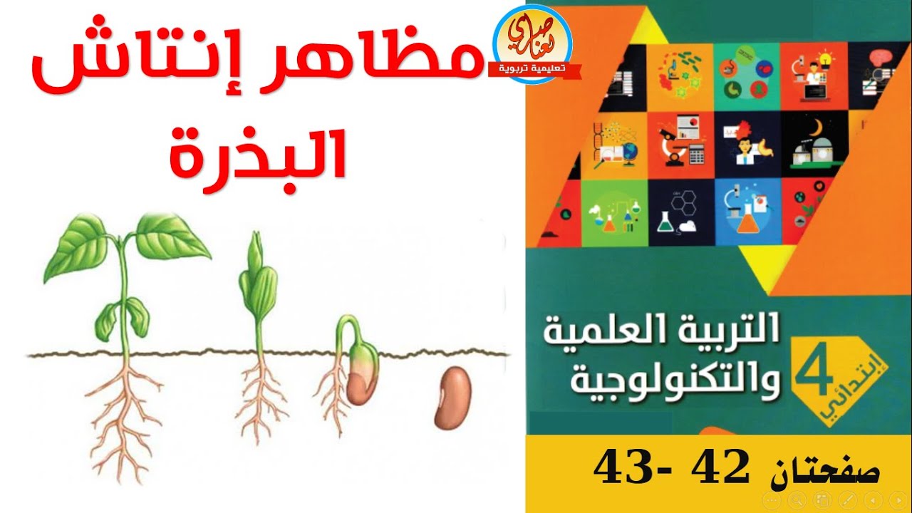 مظاهر انتاش البذرة للسنة الرابعة ابتدائي