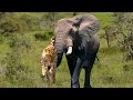 Extreme fight Leopard vs Elephant, Wild Animals Attack