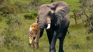 Extreme Fight เสือดาว vs ช้าง