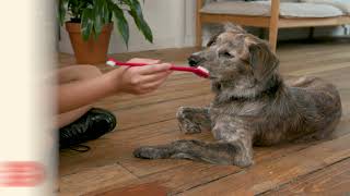 How to Brush Your Dog's Teeth