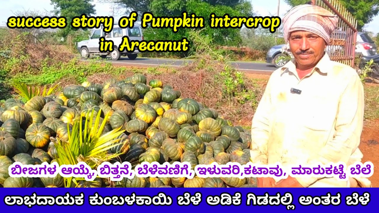 ಅಡಿಕೆ ಗಿಡದಲ್ಲಿ ಅಂತರ ಬೆಳೆಯಾಗಿ ಲಾಭದಾಯಕ ಕುಂಬಳಕಾಯಿ ಬೆಳೆ | Pumpkin intercrop in arecanut infaramation