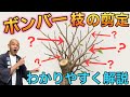 ㊗️4万回視聴【一番悩むポイント】昨年剪定した切り口から増えた枝の正しい処理方法。自然な樹形に導く剪定のコツをわかりやすく解説します。